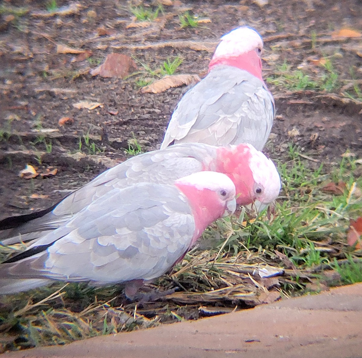 Cacatúa Galah - ML619123304