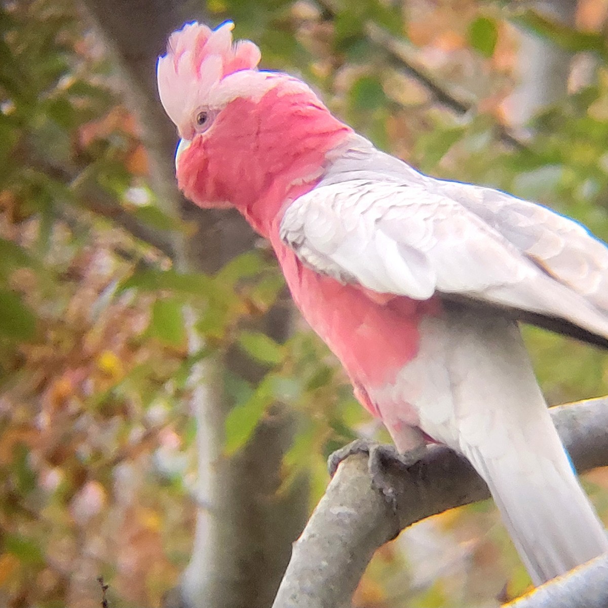 Galah - Elaine Tan