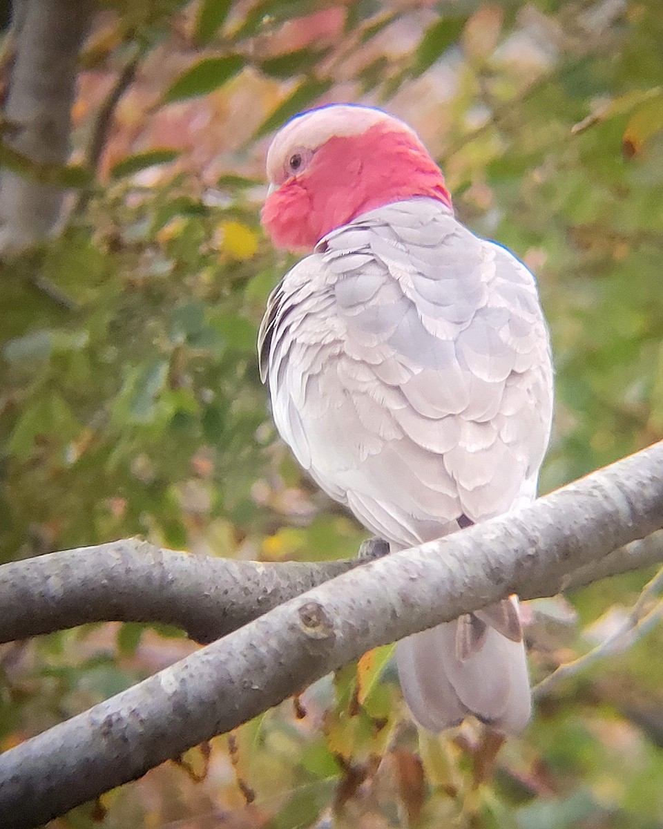 Galah - Elaine Tan