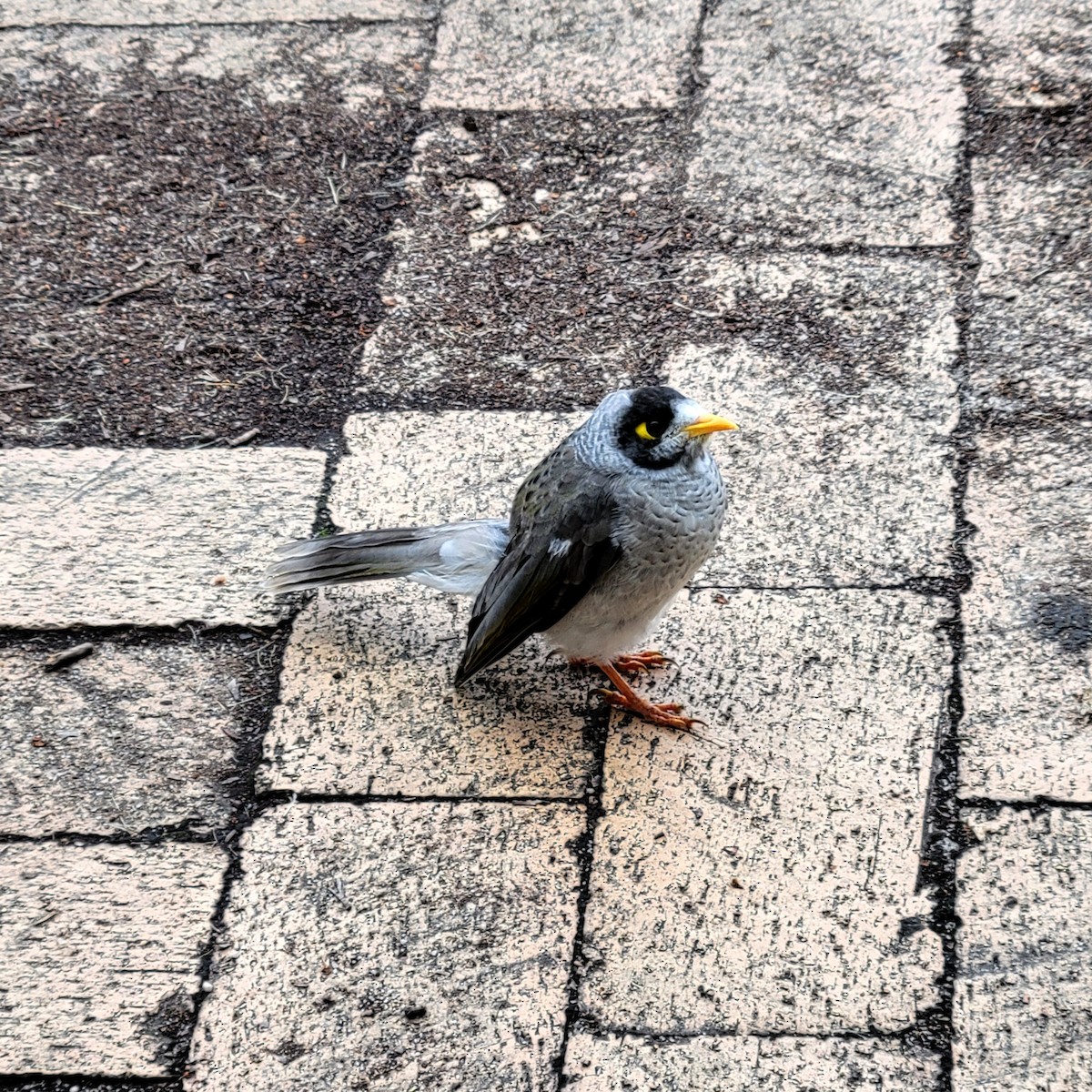 Noisy Miner - Elaine Tan