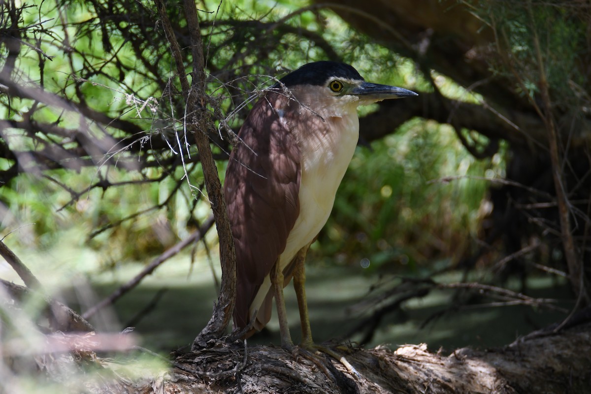 Nankeen Night Heron - Jeremy Petho