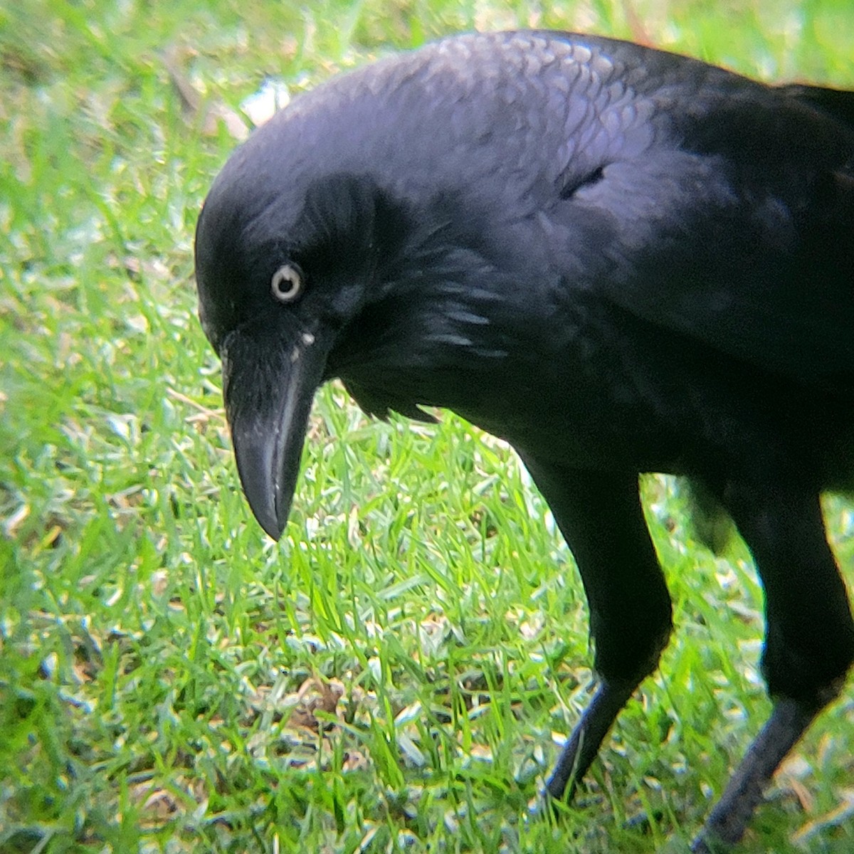 Australian Raven - Elaine Tan