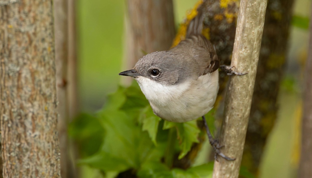 Lesser Whitethroat (Lesser) - ML619123325