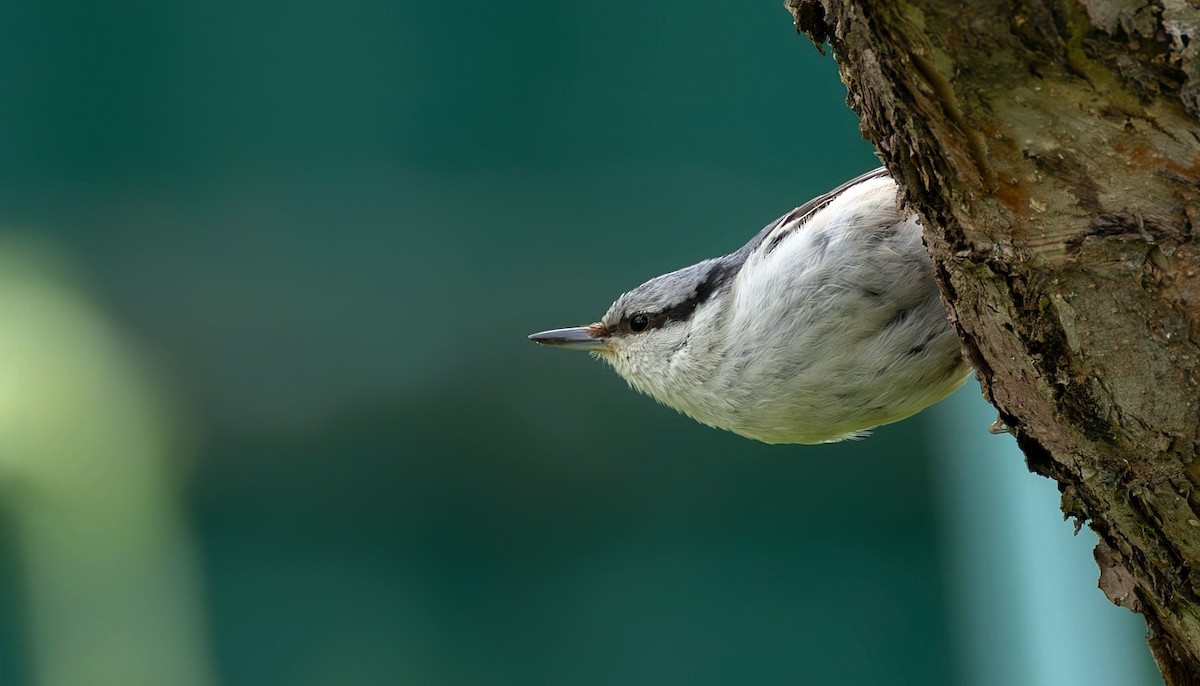 Eurasian Nuthatch - Pavel Parkhaev