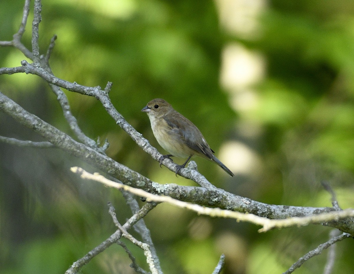 Indigo Bunting - Daniel King