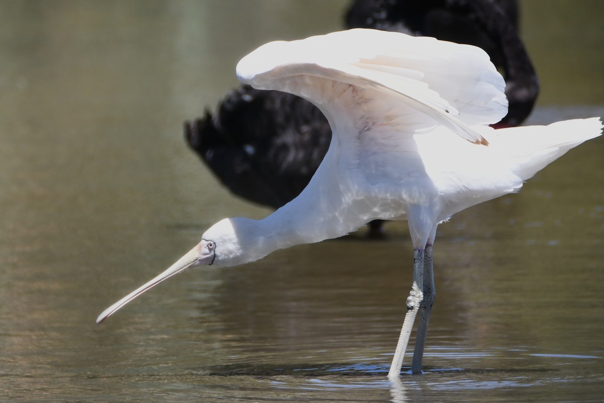 Yellow-billed Spoonbill - Jeremy Petho