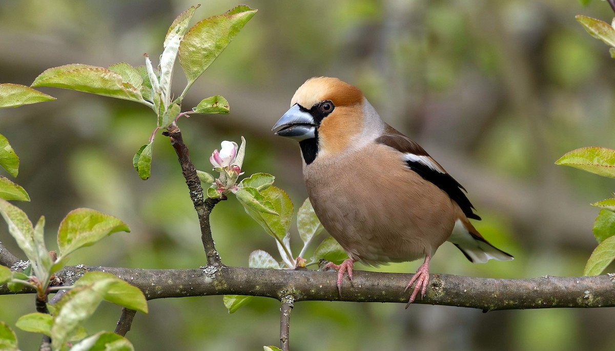 Hawfinch - Pavel Parkhaev