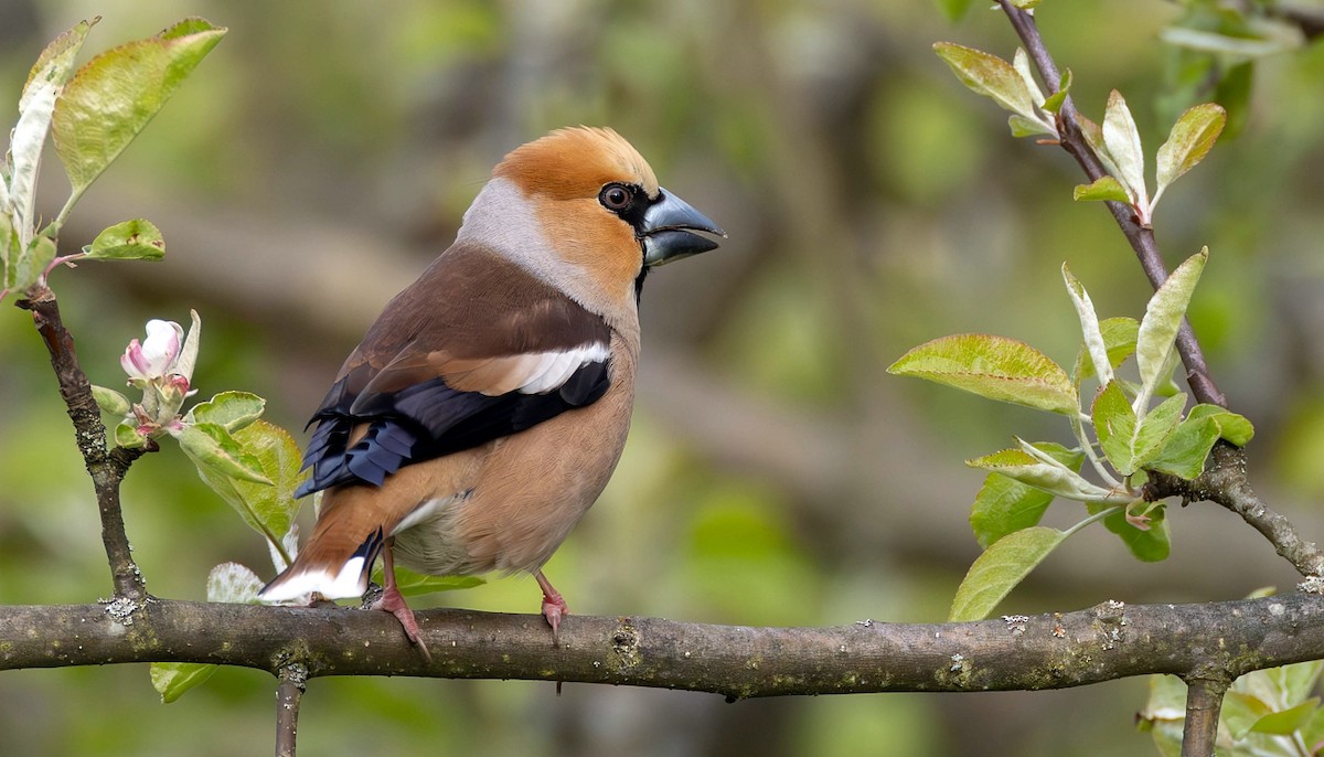 Hawfinch - Pavel Parkhaev