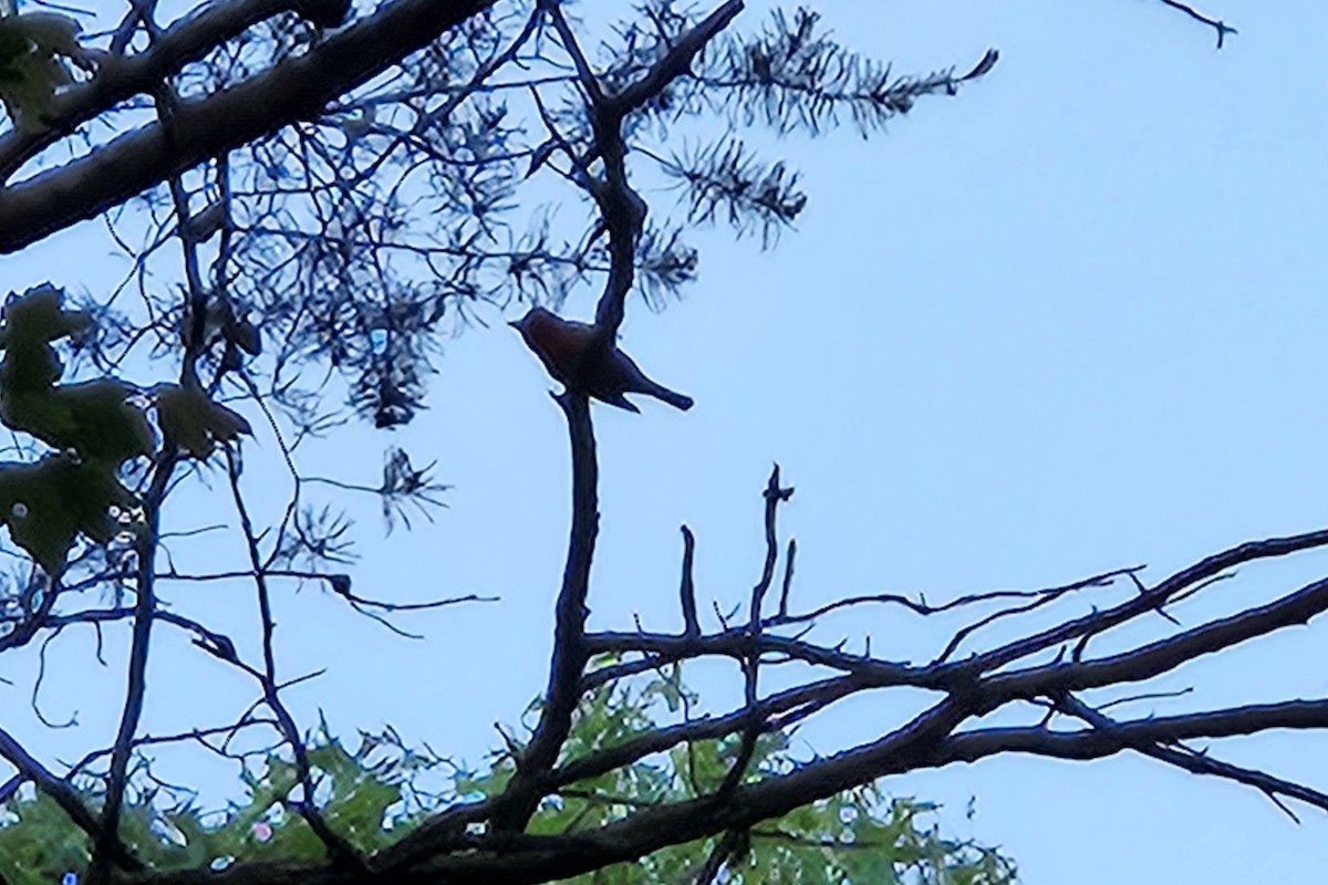 Summer Tanager - Sean McCandless