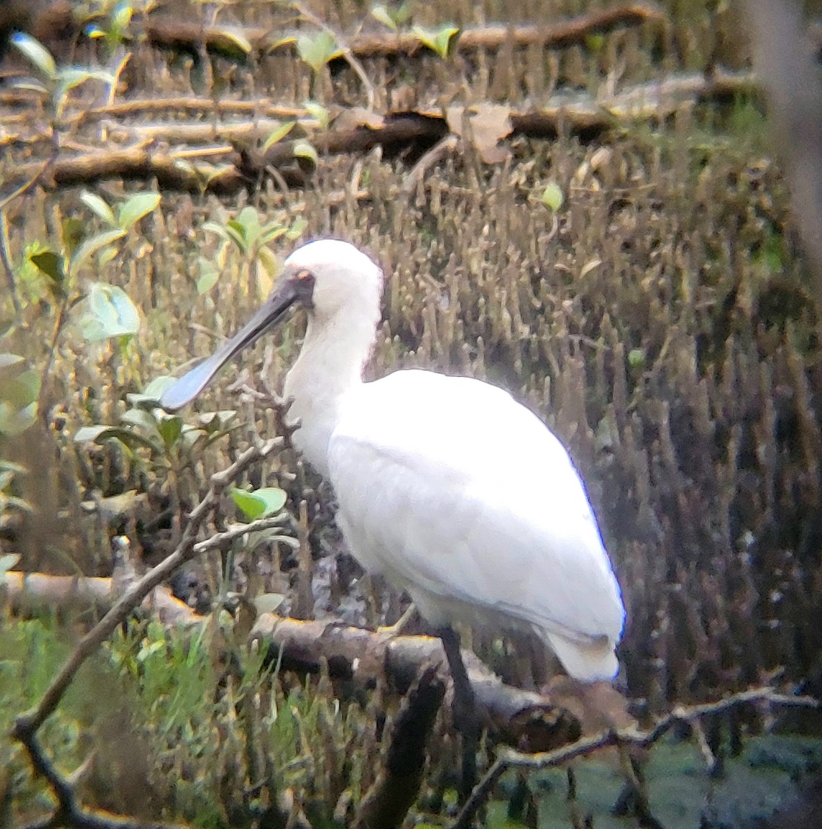 Royal Spoonbill - Elaine Tan