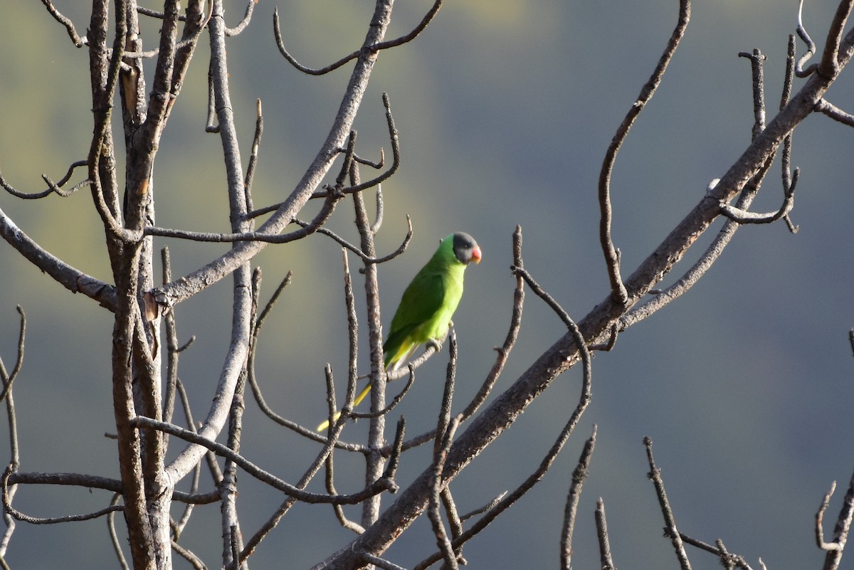 Slaty-headed Parakeet - ML619123396