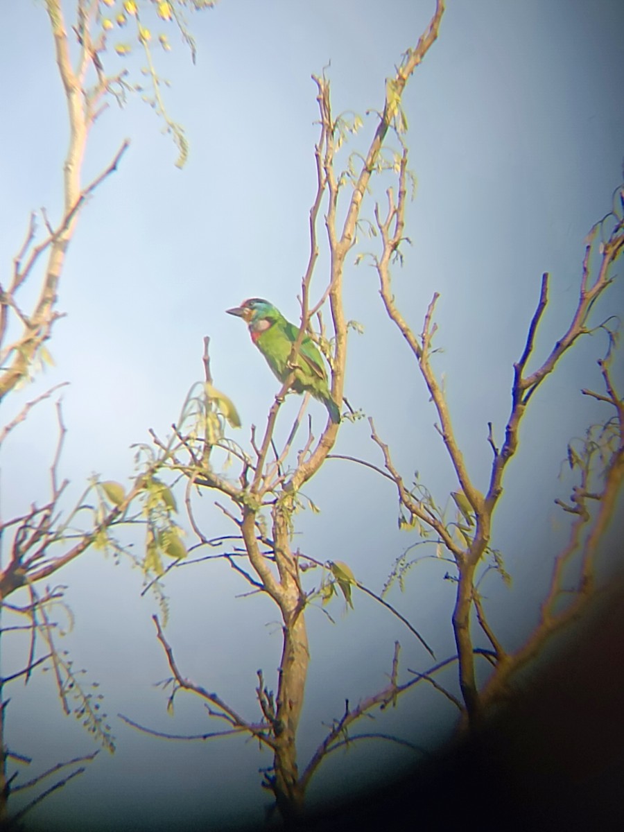 Taiwan Barbet - 得豪 李