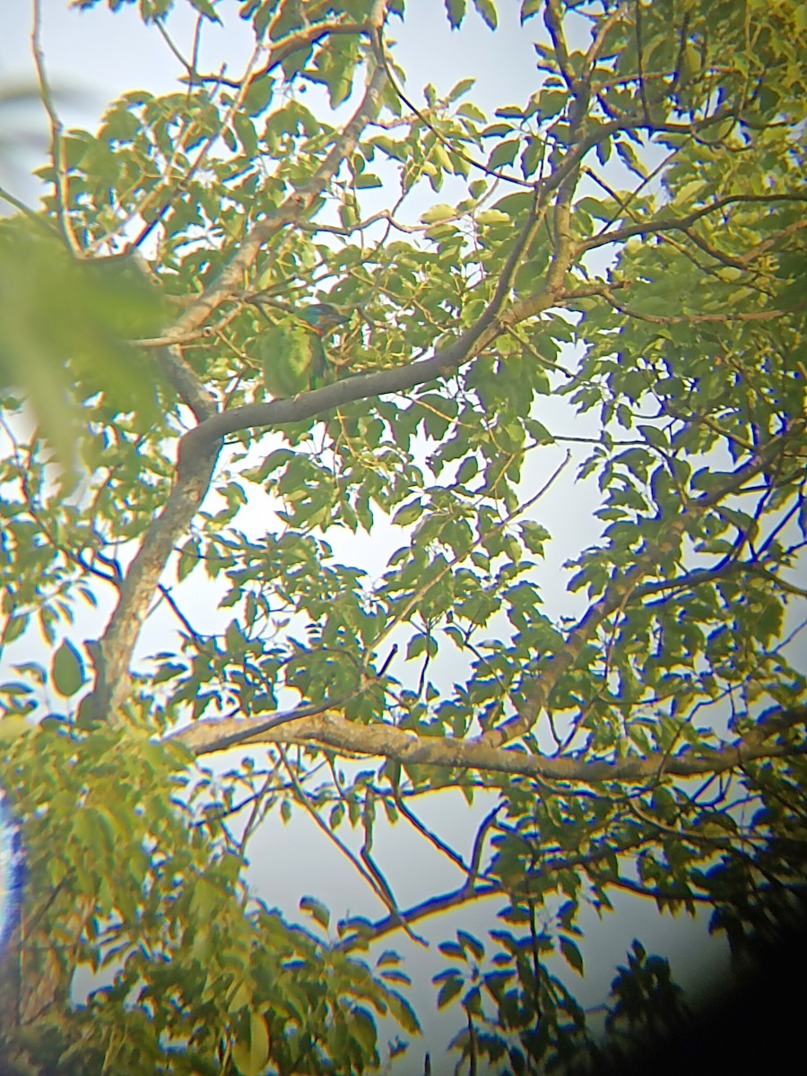 Taiwan Barbet - 得豪 李