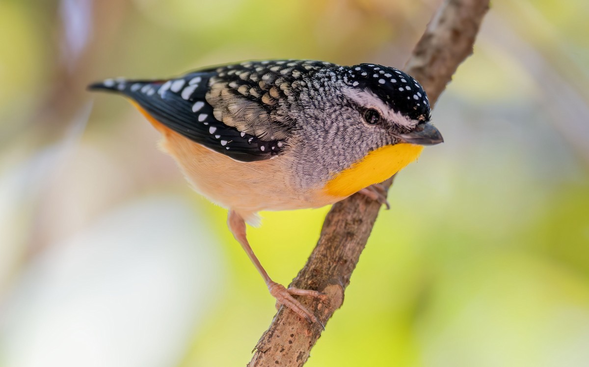 Spotted Pardalote - Philip Griffin