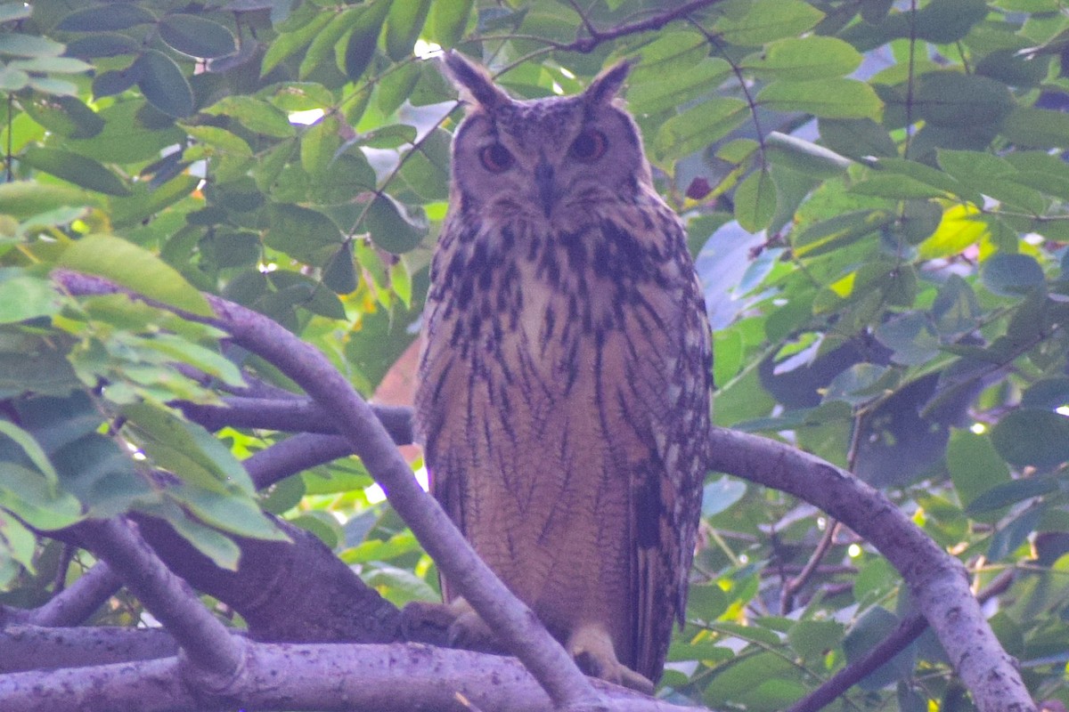 Rock Eagle-Owl - Dr Sudhir  Jain