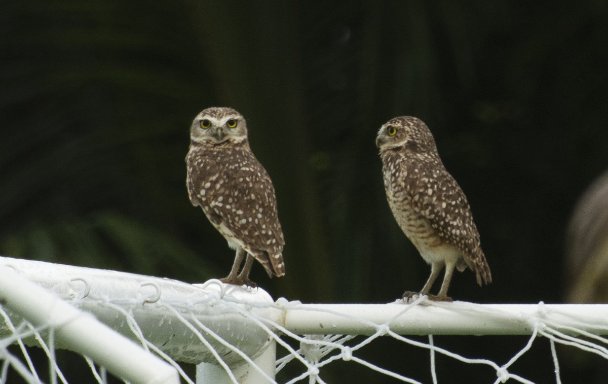 Burrowing Owl (grallaria) - Eduardo Vieira 17