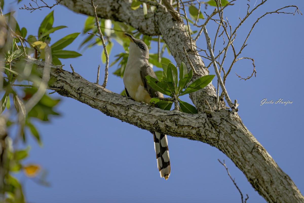 Mangrove Cuckoo - Geeta Hanjra