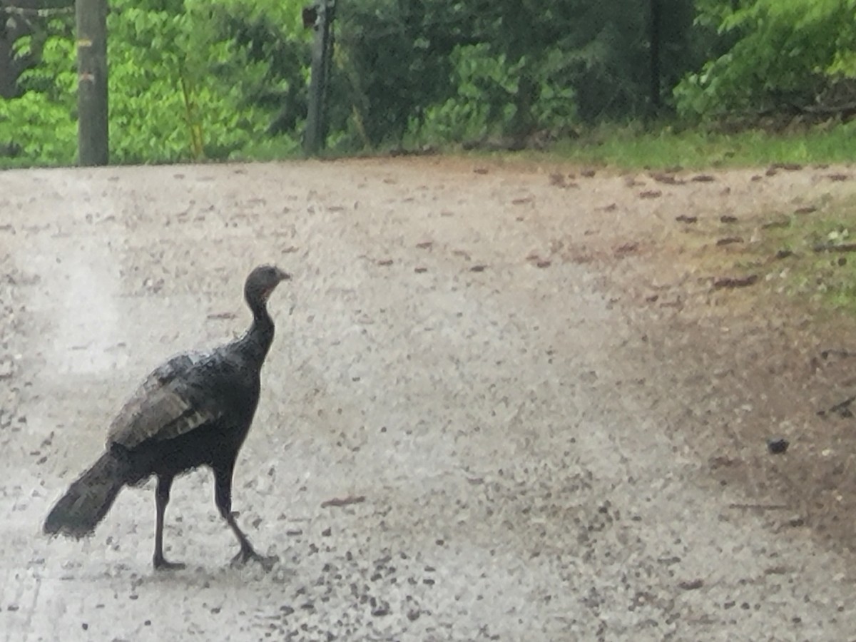 Wild Turkey - ML619123448