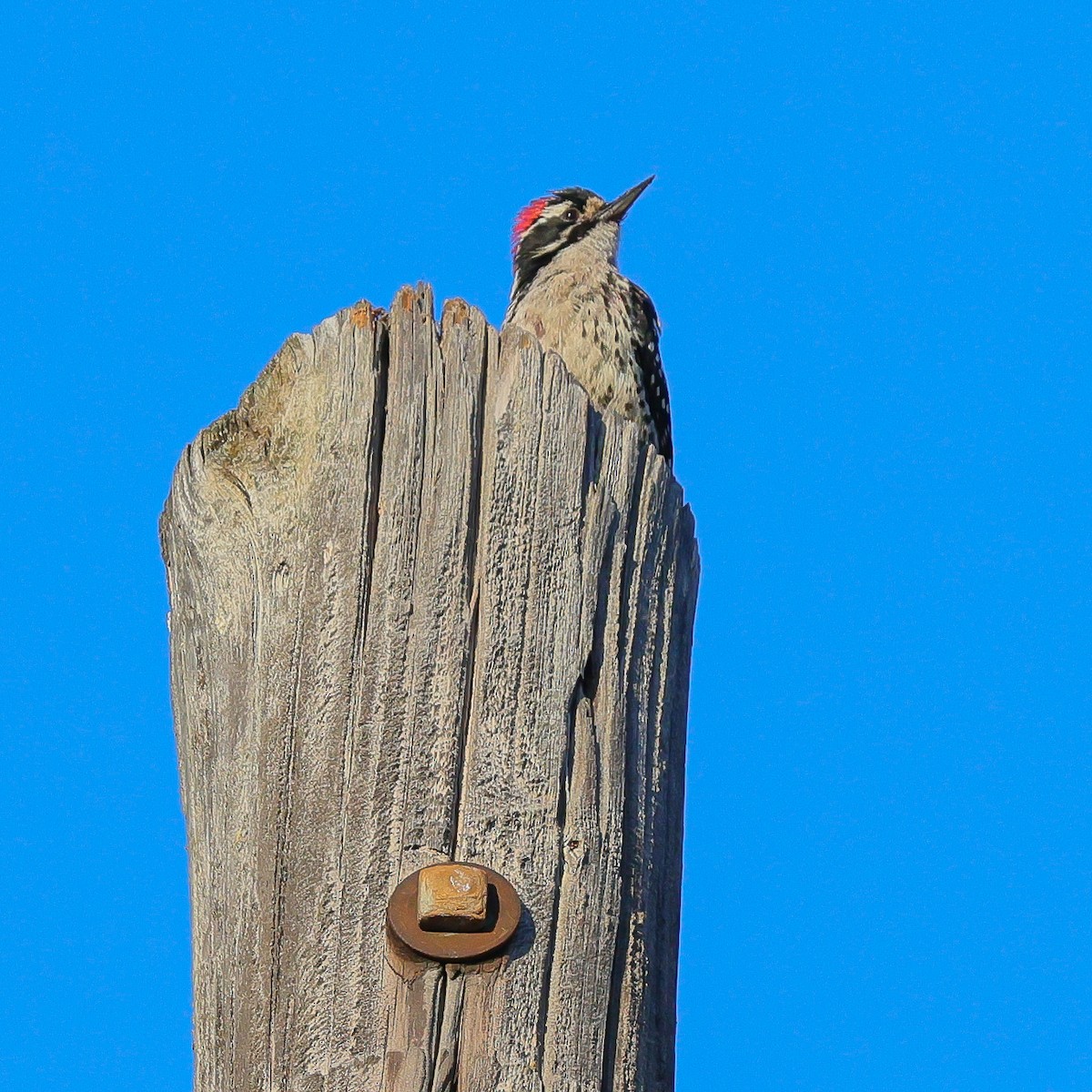 Nuttall's Woodpecker - Anonymous