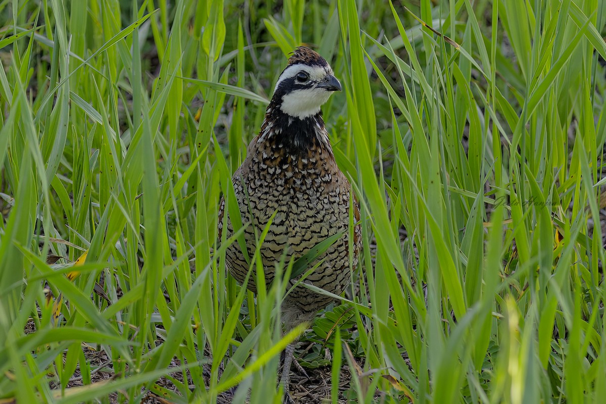 křepel virginský - ML619123464