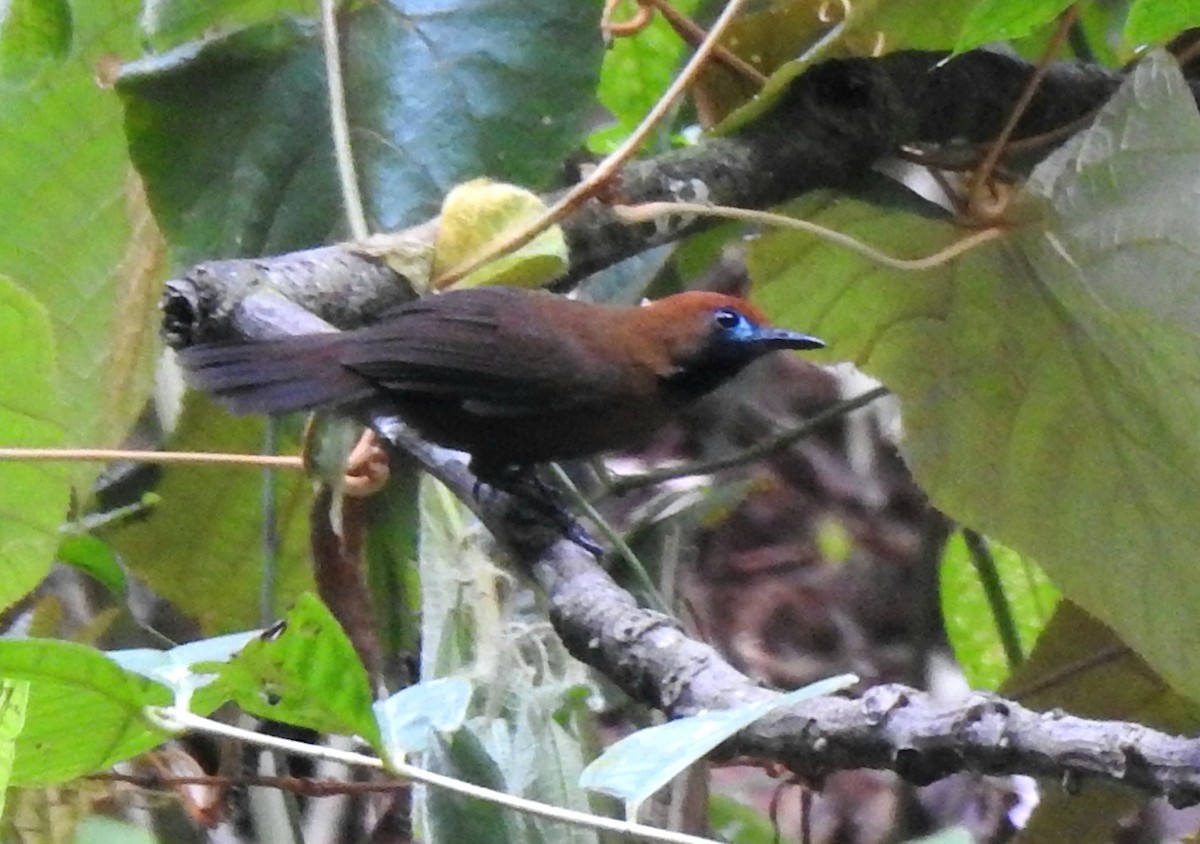 Fluffy-backed Tit-Babbler - YM Liew