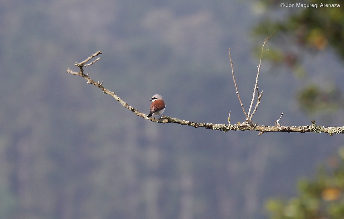 Red-backed Shrike - ML619123488