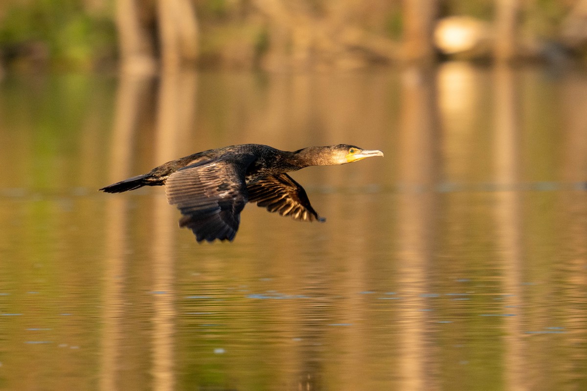 Great Cormorant - Jana Václavíková