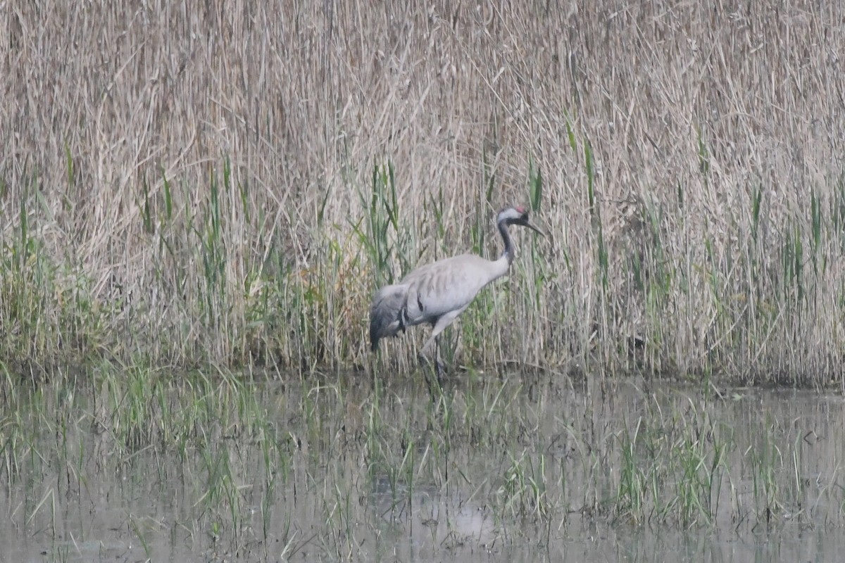 Common Crane - Michael Louey