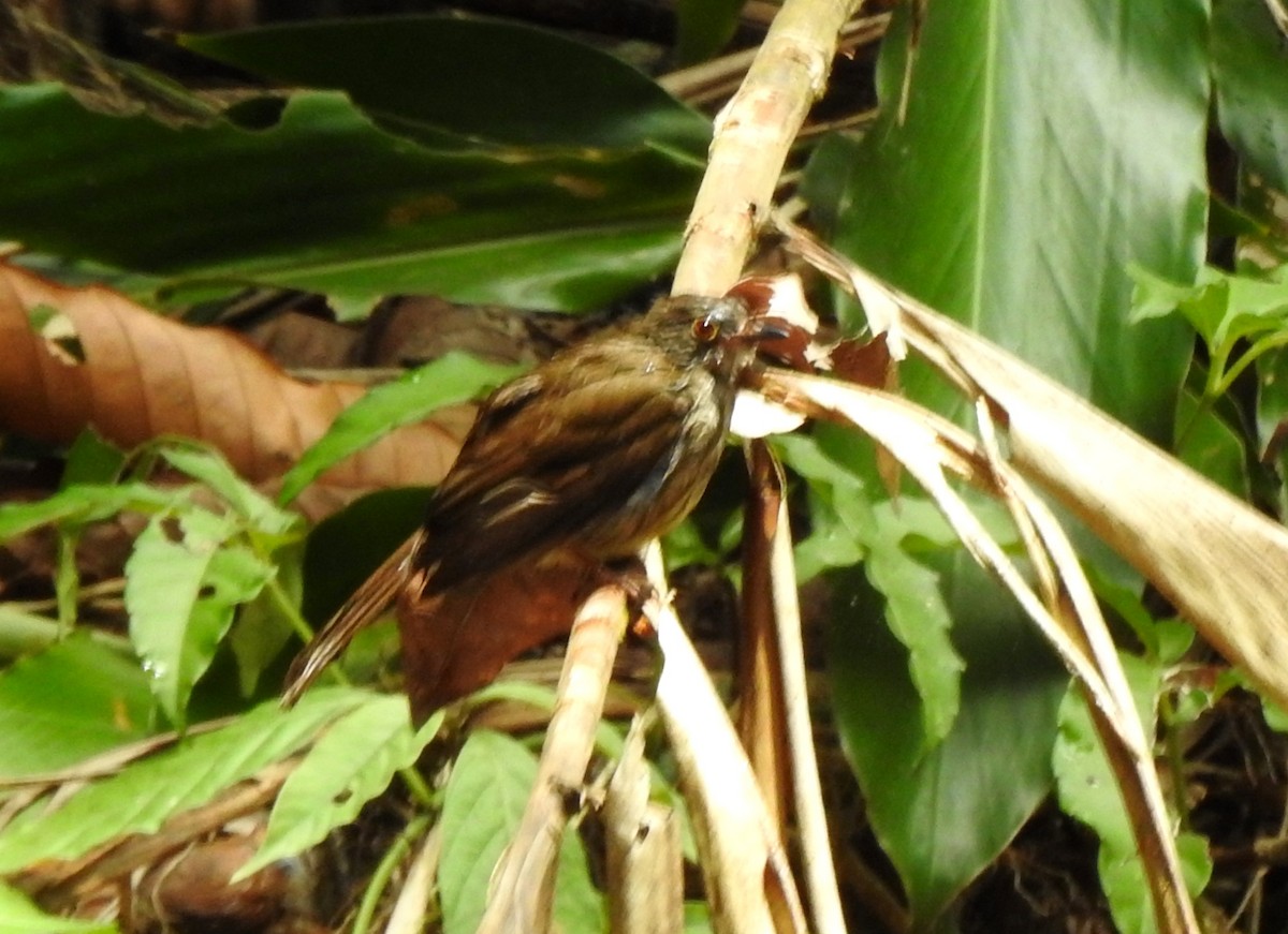 Spectacled Bulbul - ML619123502