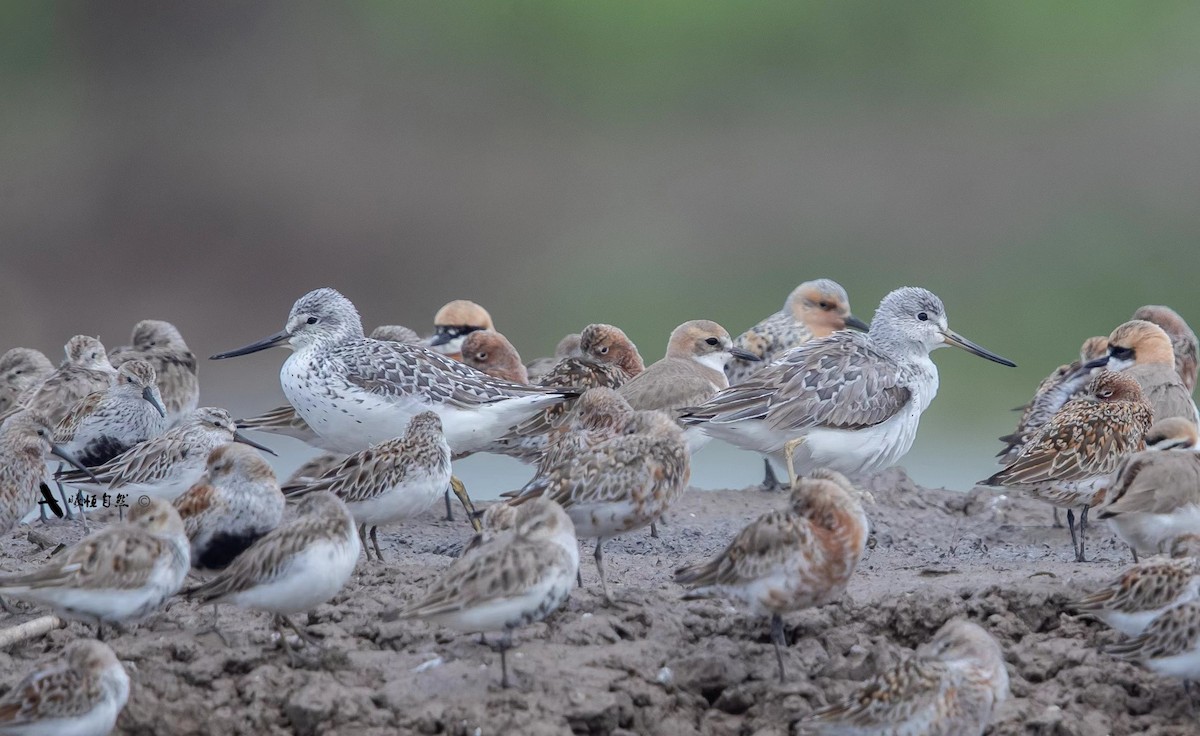 Nordmann's Greenshank - 浙江 重要鸟讯汇整