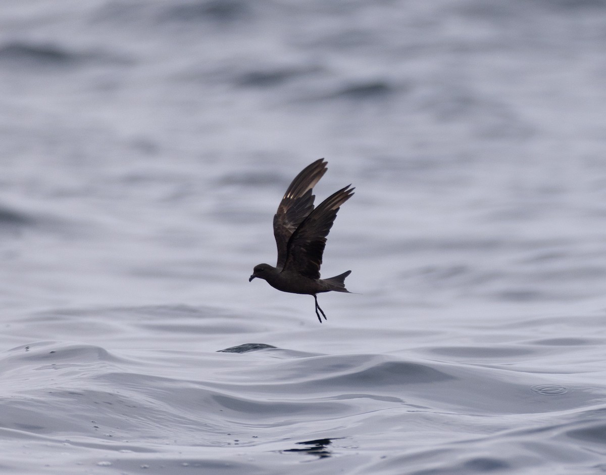 Black Storm-Petrel - ML619123507