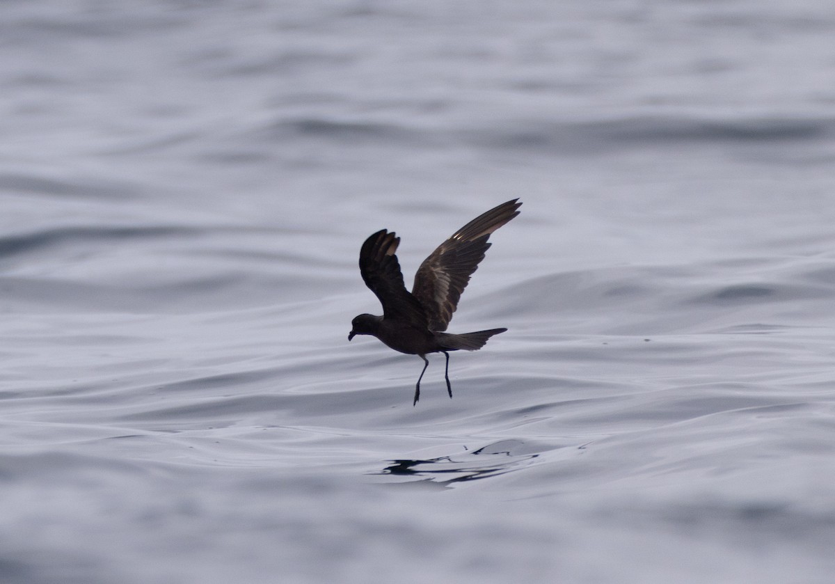 Black Storm-Petrel - ML619123508