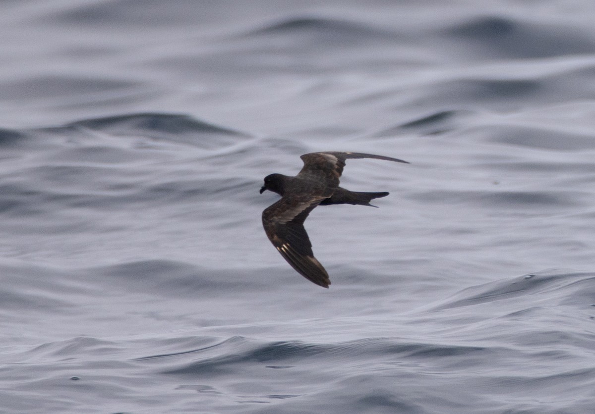 Black Storm-Petrel - ML619123511