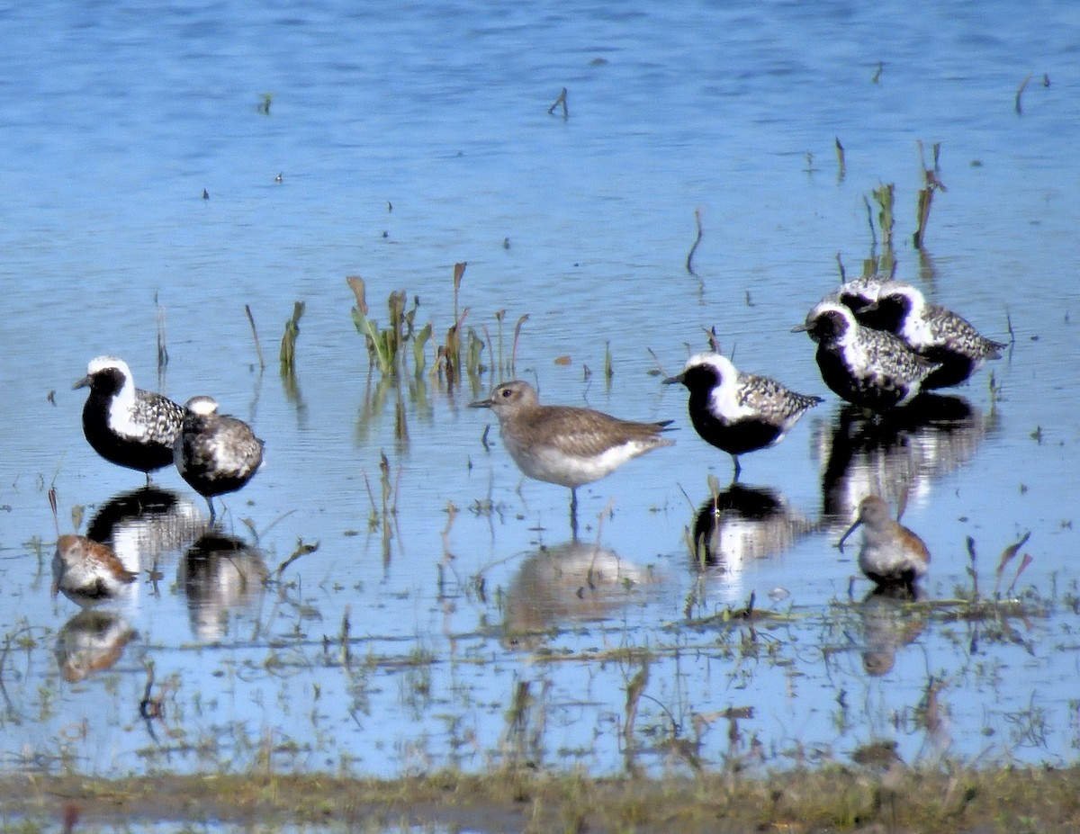 Black-bellied Plover - Margaret Hough