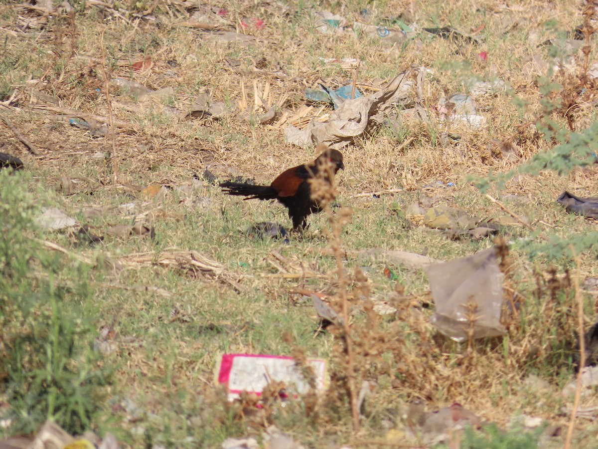 Greater Coucal - Shilpa Gadgil