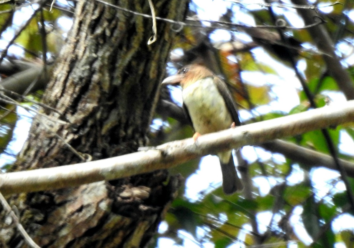 Sooty Barbet - YM Liew