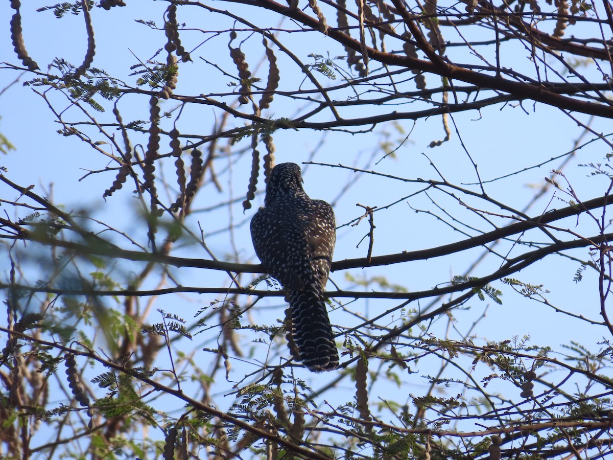 Asian Koel - Shilpa Gadgil