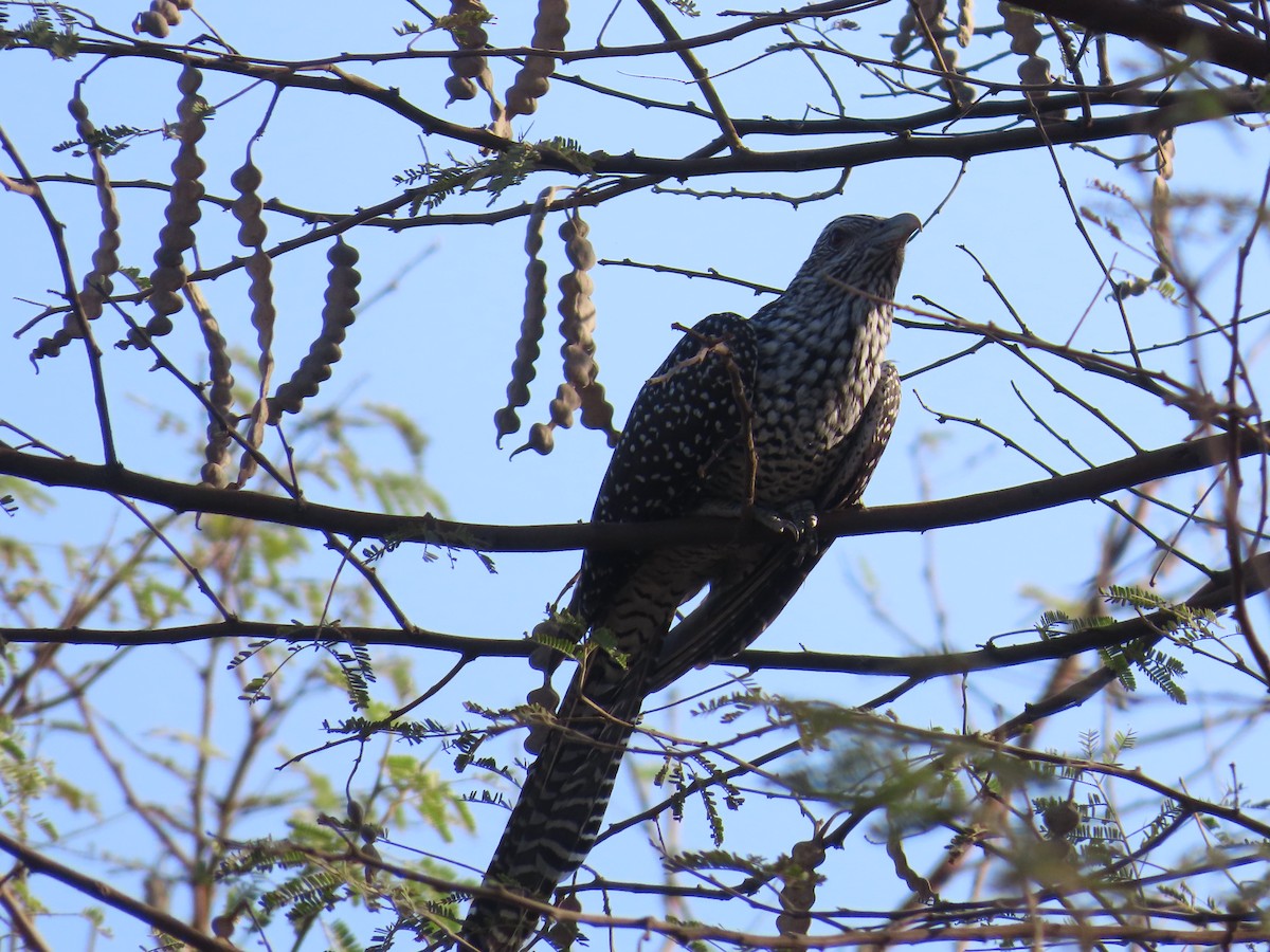 Asian Koel - Shilpa Gadgil