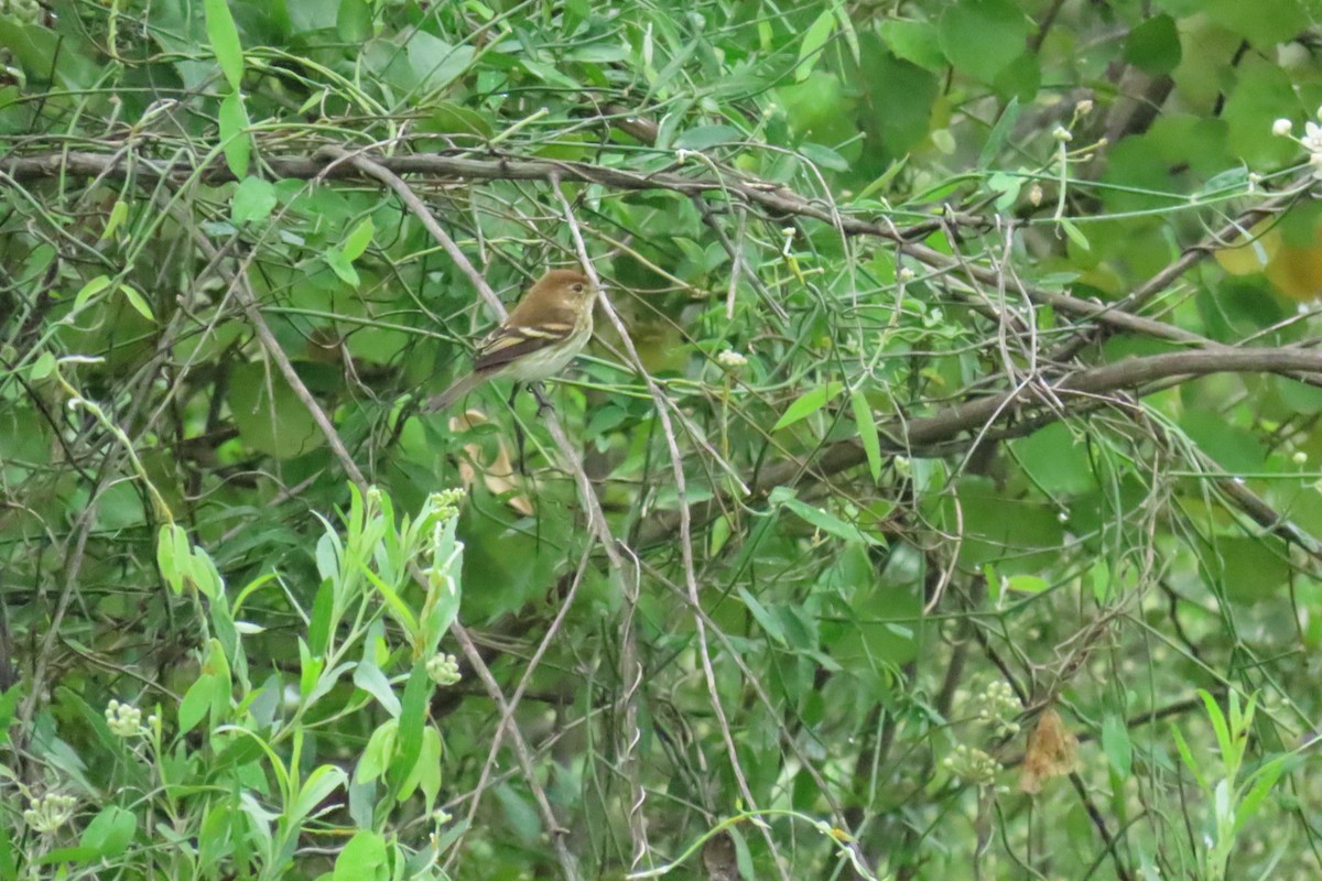 Bran-colored Flycatcher - Patty González CON