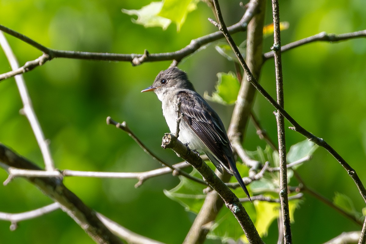 Eastern Wood-Pewee - Doug Norwood