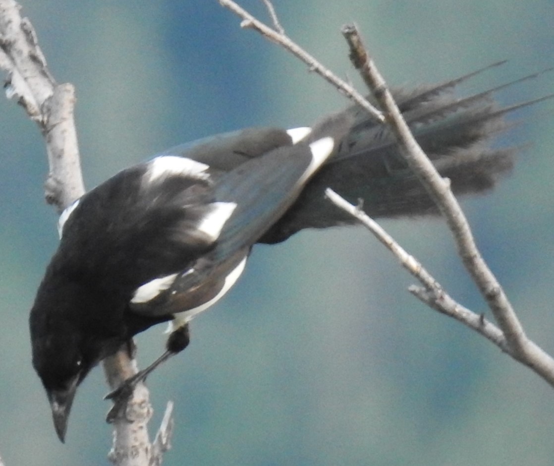 Black-billed Magpie - ML619123563