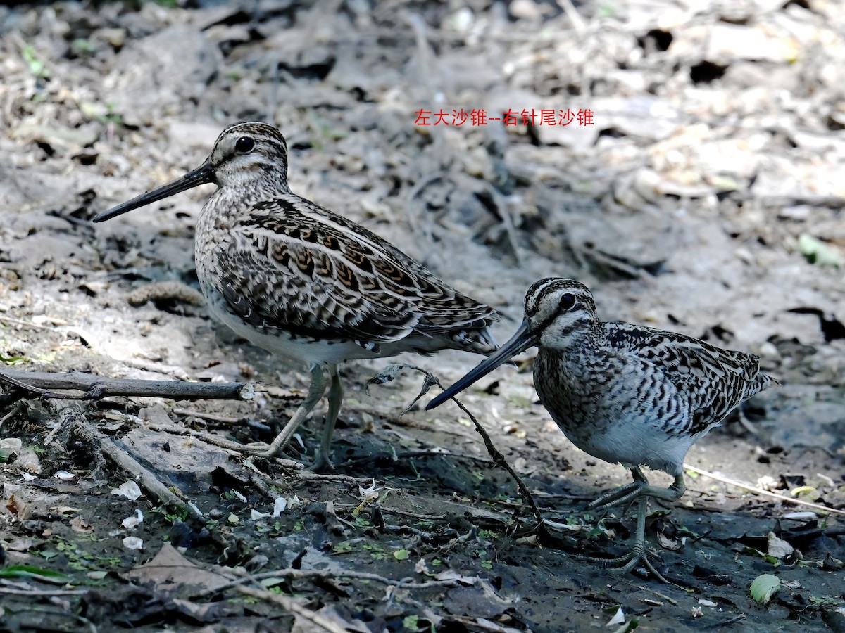 Swinhoe's Snipe - peng su