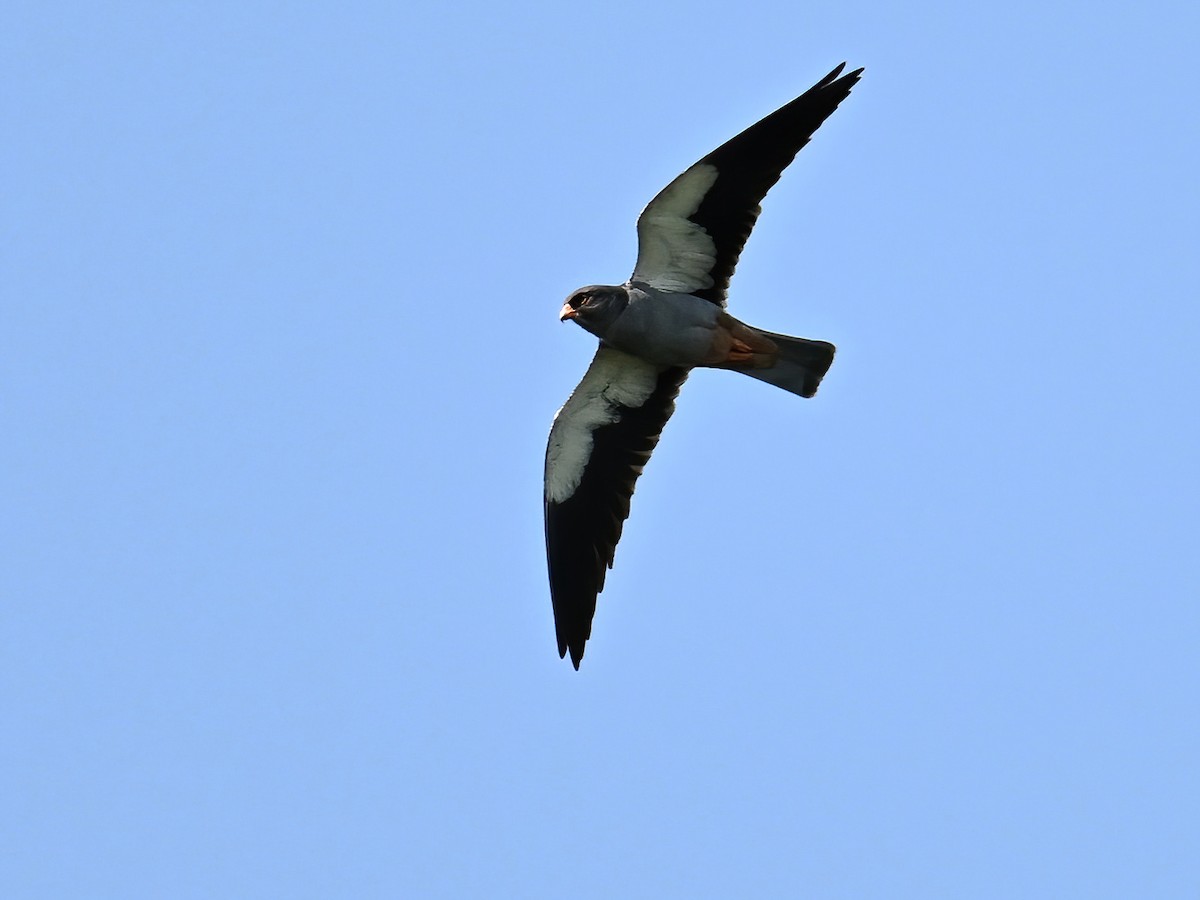 Amur Falcon - peng su