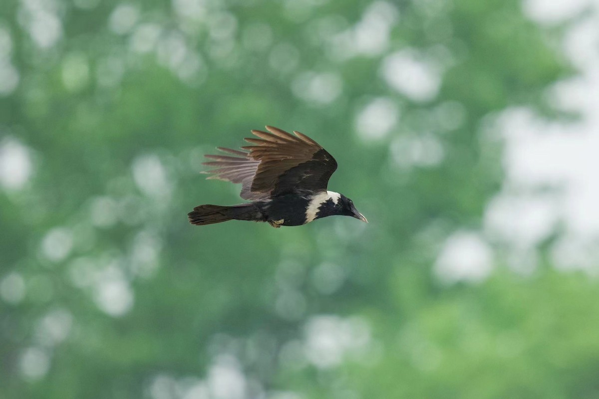 Collared Crow - 浙江 重要鸟讯汇整