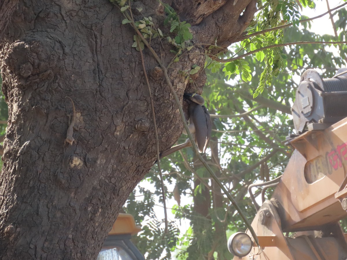 Indian Gray Hornbill - Shilpa Gadgil