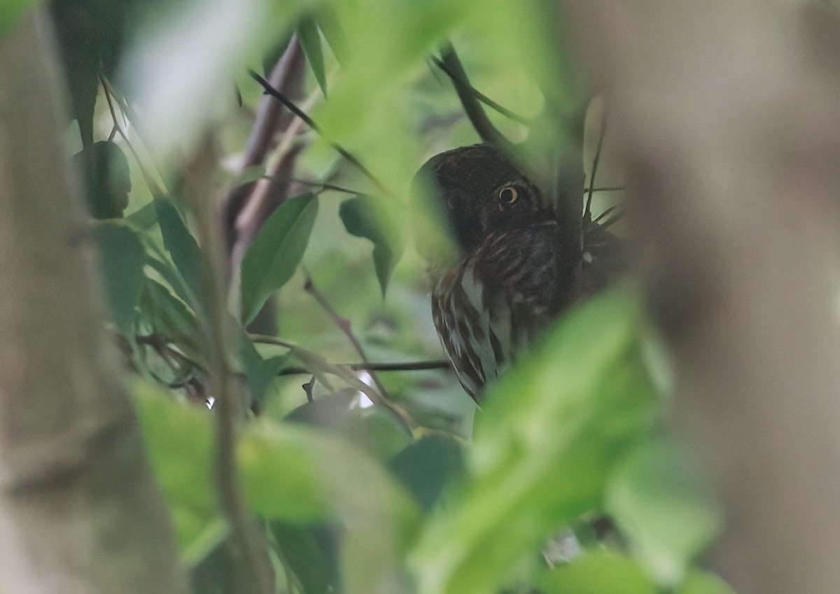 Asian Barred Owlet - 浙江 重要鸟讯汇整