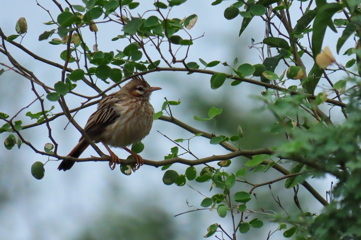 Lark-like Brushrunner - ML619123612