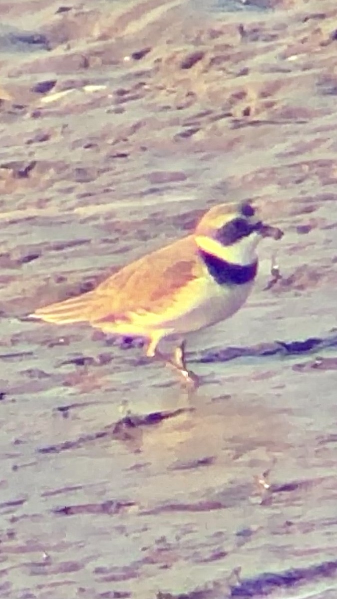 Semipalmated Plover - Michael Postell
