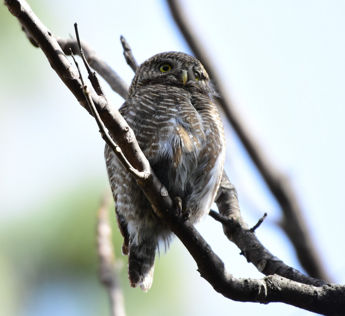 Asian Barred Owlet - SHIRISH GAJARALWAR