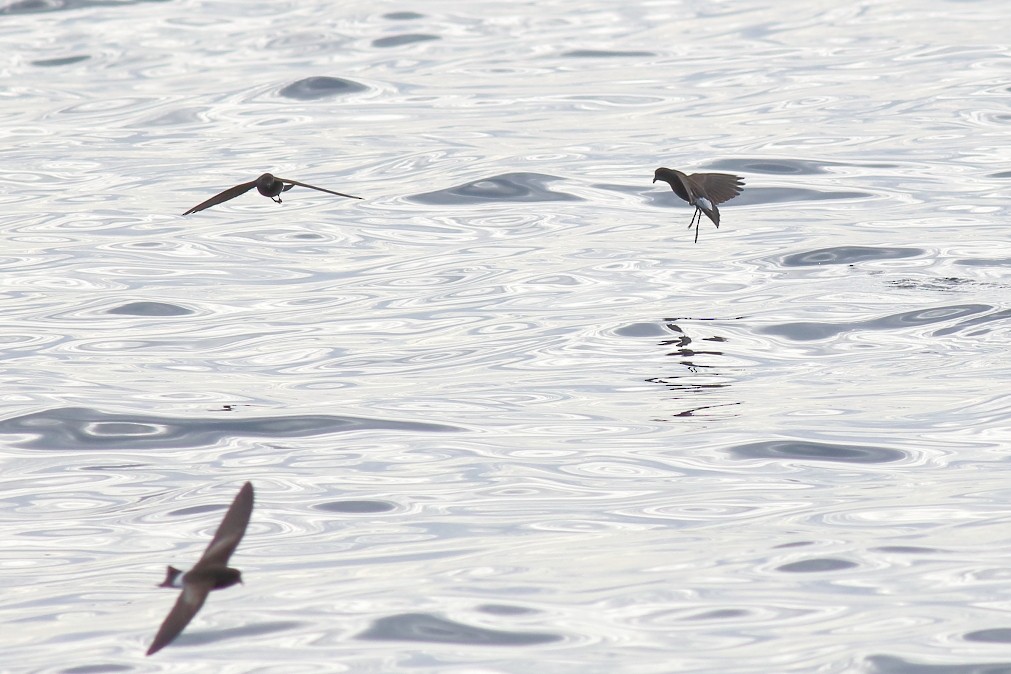 Wilson's Storm-Petrel - ML619123671